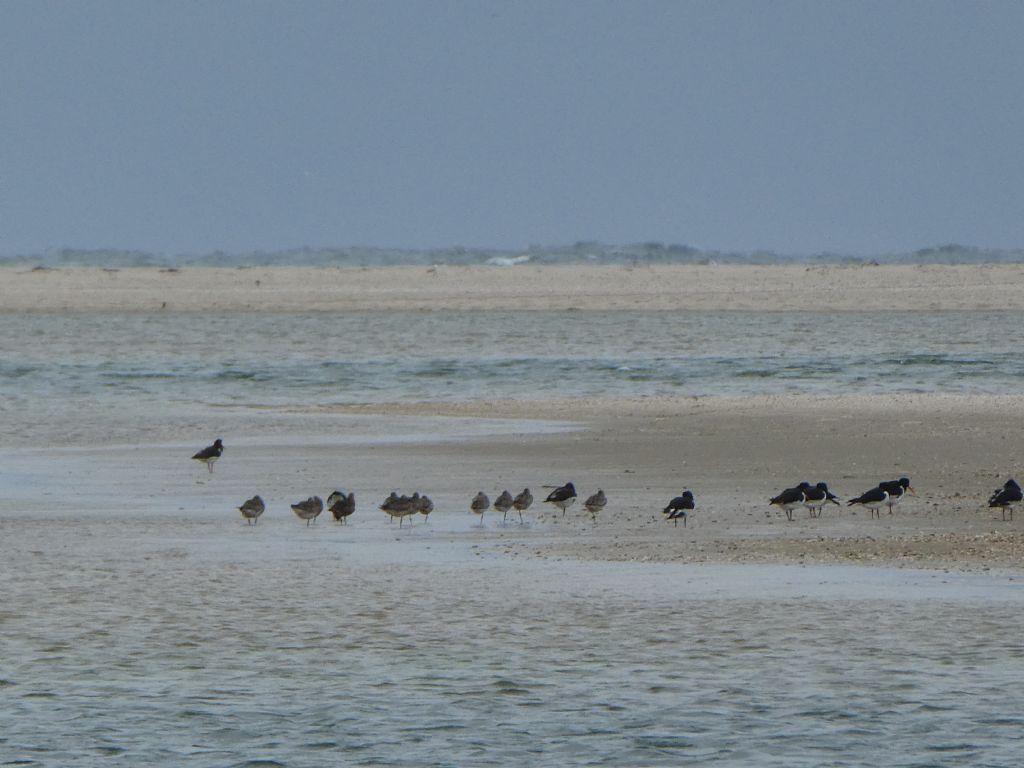 Pittime (Limosa sp. ) e Beccacce di mare ((Haematopus ostralegus)